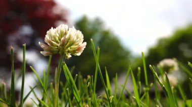 Çimlerde alçak bir açı gökyüzüne ve yonca sapına bakıyor..