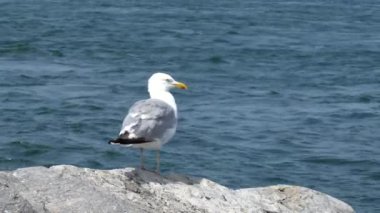 Arkasında okyanus dalgaları olan bir kayanın üzerinde oturan bir martı..