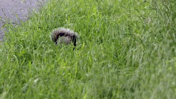 Een Eekhoorn Die Noten Eet Het Gras Langs Weg — Stockvideo