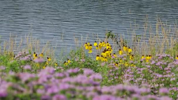 Algumas Belas Flores Silvestres Longo Borda Lago — Vídeo de Stock