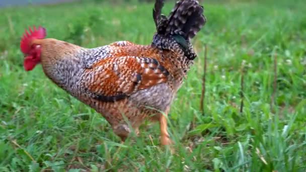 Rooster Wandering Green Grass Pasture — Stock Video