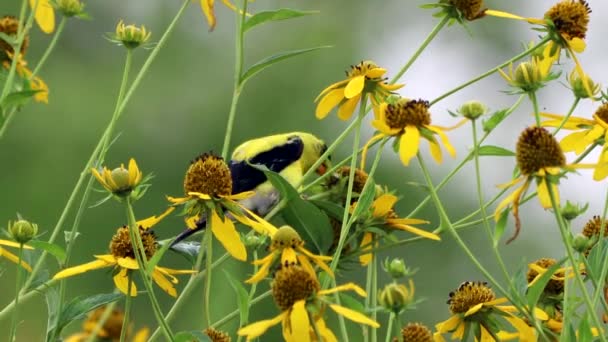 Jilguero Comiendo Semillas Flores Campo Flores Silvestres — Vídeos de Stock