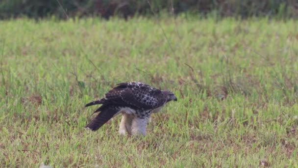 Ein Rotschwanzfalke Frisst Seine Beute Einem Grasfeld — Stockvideo