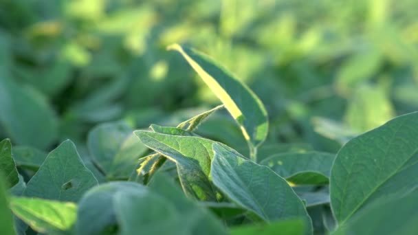 夕方の太陽の光の中で大豆植物のフィールド — ストック動画