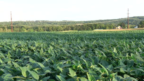 Campo Plantas Soja Luz Del Sol Tarde — Vídeos de Stock