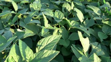 Akşam güneşinin ışığında soya fasulyesi tarlası..