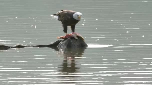 Uma Águia Careca Comendo Peixe Uma Rocha Meio Lago — Vídeo de Stock