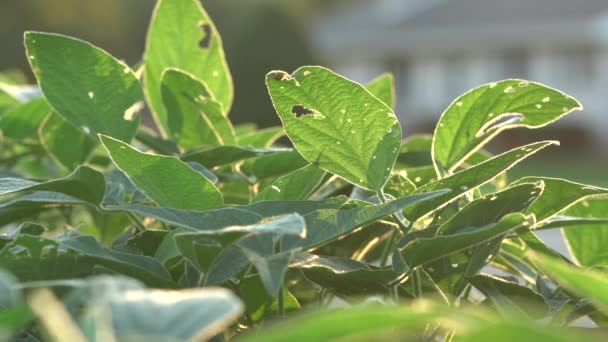 Ein Feld Mit Sojabohnenpflanzen Licht Der Abendsonne — Stockvideo