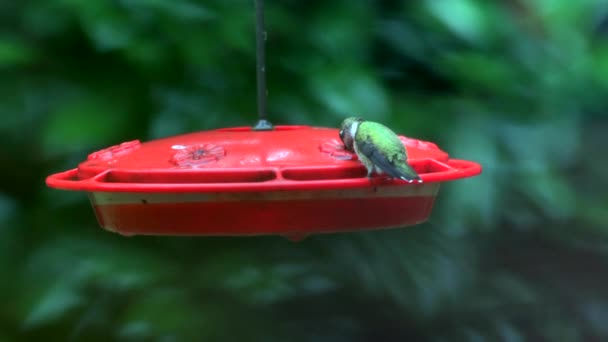 Colibri Buvant Dans Une Mangeoire — Video