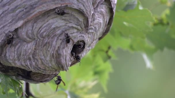 Ein Wespennest Aus Papier Das Sommer Wald Der Wildnis Einem — Stockvideo