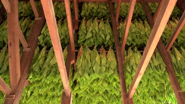ペンシルベニア州ランカスター郡南部のタバコ小屋でタバコを乾燥させる収穫 — ストック動画
