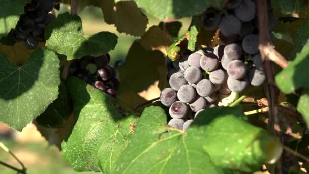 Clusters Druiven Die Het Platteland Aan Wijnstokken Hangen — Stockvideo