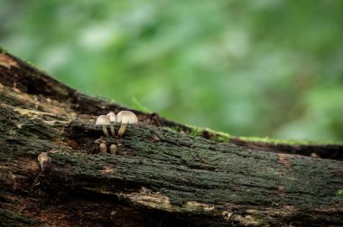 Devrilen bir ağaçta büyüyen küçük mantarlar.