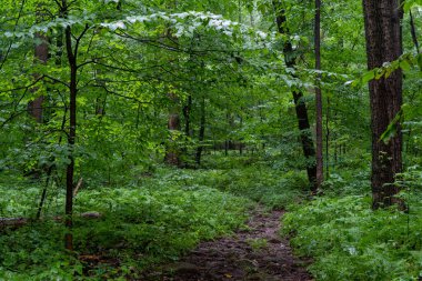 Kasvetli bir günde Ormandaki Rocky Patikası.