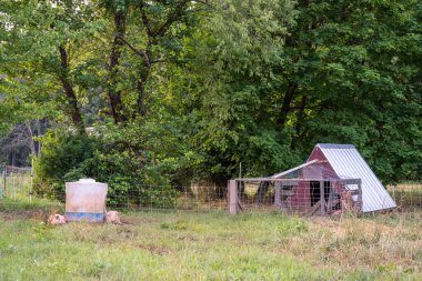 Küçük bir domuz ahırı ve dışarıdaki domuzlar..