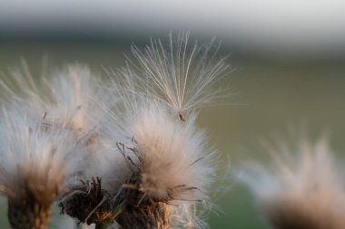 Devedikeni Akşam güneşinin ışığında pofuduk.