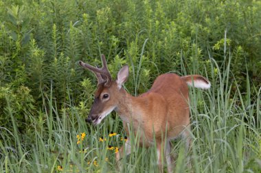 Beyaz kuyruklu bir geyik otlakta otluyor..