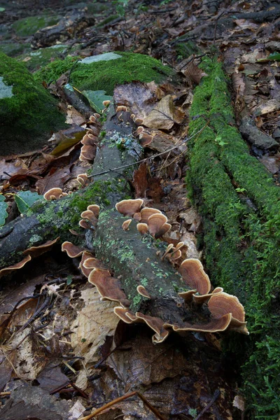 Champignon Mousse Poussant Sur Tronc Pourri Dans Forêt — Photo