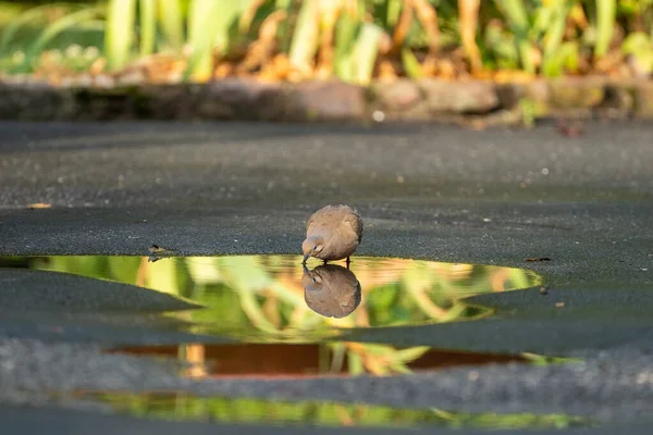 Mourning Dove Drinking Water Puddle Casting Reflection — Stock Photo, Image