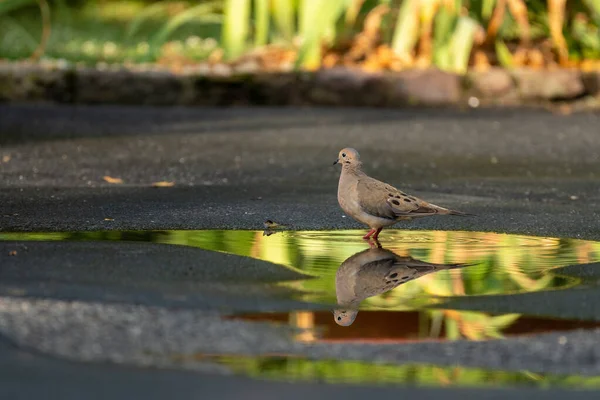 Una Colomba Piangente Riflessa Una Pozza Acqua All Aperto — Foto Stock