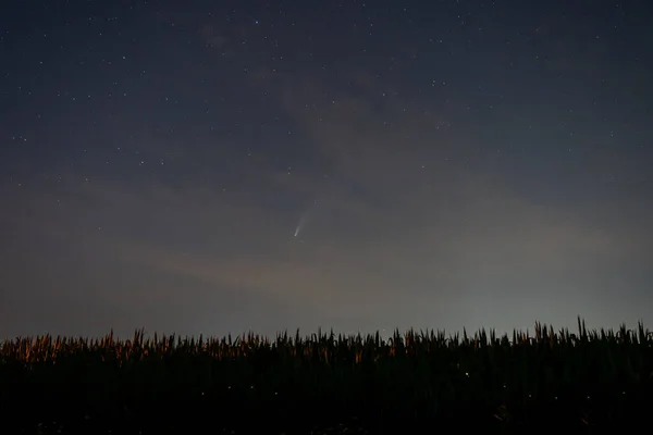 Neowise Komeet Aan Nachtelijke Hemel Met Een Maïsveld Vuurvliegjes Voorgrond — Stockfoto