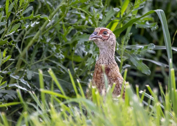 Een Jonge Fazant Het Wild Het Onkruid — Stockfoto