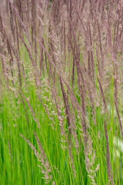 Quelques Pourpre Vert Herbe Ornementale Dans Jardin Fleurs — Photo