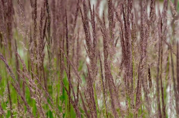 Quelques Pourpre Vert Herbe Ornementale Dans Jardin Fleurs — Photo