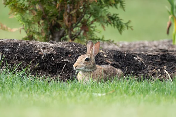 Кролик Пасущийся Зеленой Траве Заднем Дворе — стоковое фото