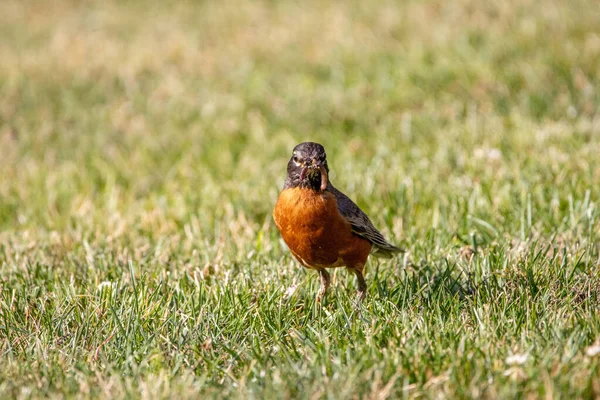 Rödhake Bakgården Med Sliten Och Insekter Näbben — Stockfoto