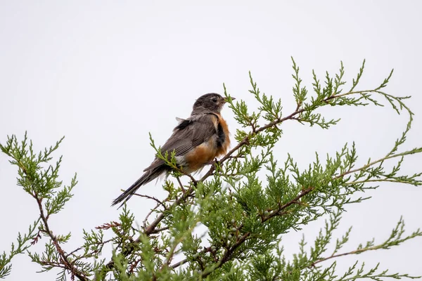 Robin Americano Sentado Las Ramas Árbol Siempreverde — Foto de Stock