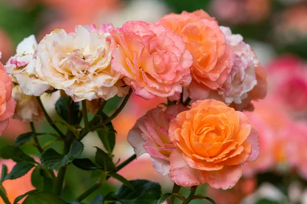 Die Zarte Schönheit Der Rosen Einem Blumengarten — Stockfoto