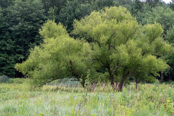 Albero Solitario Prato Con Una Fila Alberi Sullo Sfondo — Foto Stock