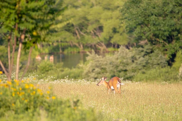 夕方の太陽の光の下で牧草地の白い尾をした鹿 — ストック写真