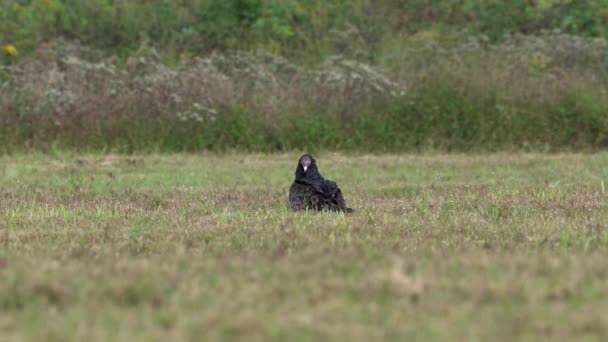 Turkey Buzzards Turkey Vultures Grass Field Autumn Season Middle Creek — Stock Video