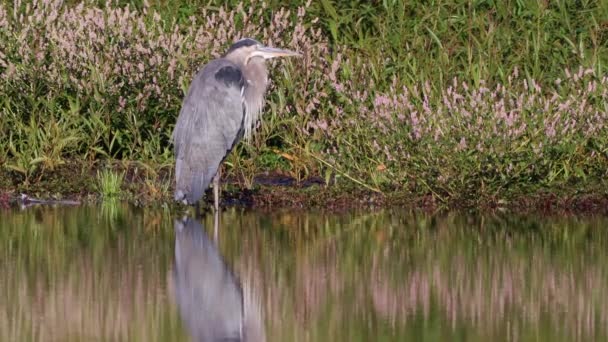 Water Reflecting Great Blue Heron Which Sitting Pond Waiting Some — Stock Video