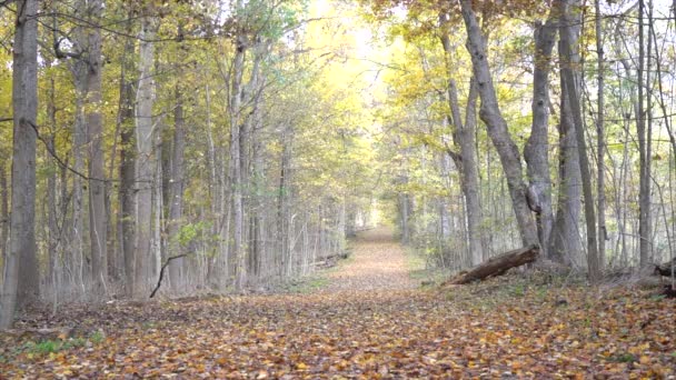 Beleza Das Folhas Que Caem Floresta Durante Beleza Estação Outono — Vídeo de Stock