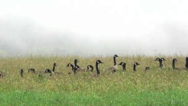 Eine Große Gruppe Kanadischer Gänse Weidet Morgennebel Auf Einem Feld — Stockvideo