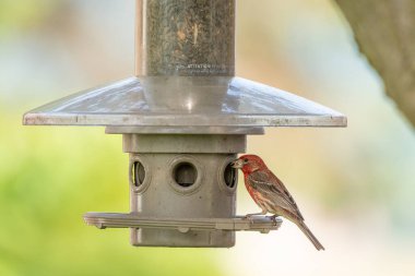Kuş yemliğini yiyen bir ev ispinozu..