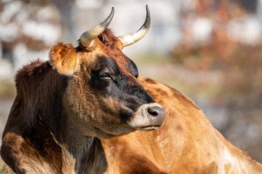 Sıcak yaz güneşinde çayırda dinlenen bir inek..
