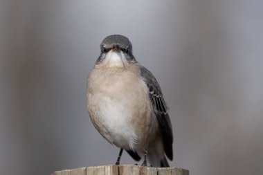 Gri bir alaycı kuş, bulanık arkaplanı olan bir çit direğinde oturuyor..