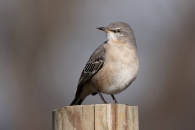 Gri bir alaycı kuş, bulanık arkaplanı olan bir çit direğinde oturuyor..