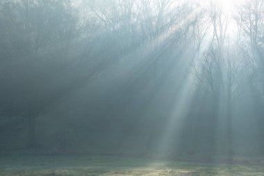 Sabah güneşinin güzelliği sislerle ve ağaçlarla parlıyordu..