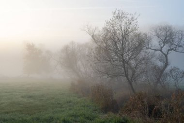 Çıplak ağaçların güzelliği Kış mevsiminin erken saatlerinin sisinde.