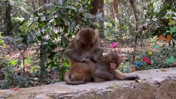 Einige Affen Picken Sich Flöhe Und Läuse Aus Den Haaren — Stockvideo