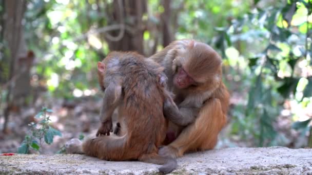 Alguns Macacos Pegando Pulgas Piolhos Fora Seu Cabelo — Vídeo de Stock