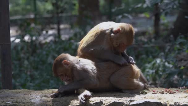 Some Monkeys Picking Fleas Lice Out Hair — Stock Video