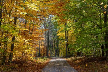 Bir sonbahar gününde ormanda giden bir yol..
