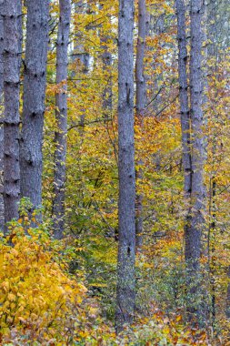 Ormandaki sonbahar renklerinin güzelliği.