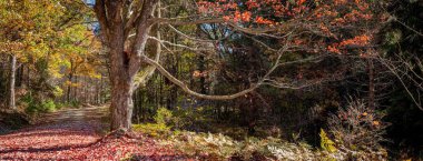 Bir sonbahar gününde ormanda giden bir yol..